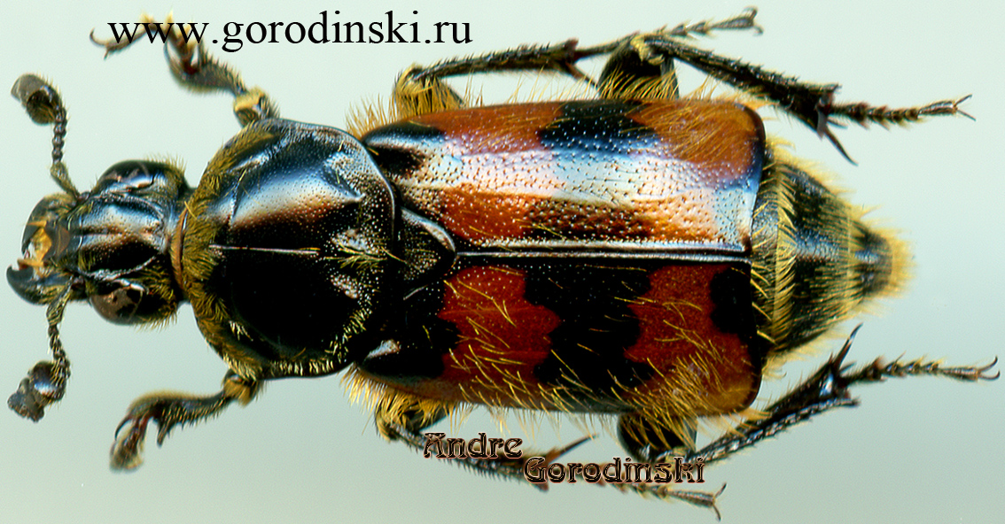 http://www.gorodinski.ru/silphidae/Nicrophorus dauricus.jpg